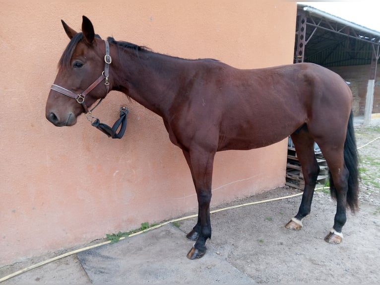 French Trotter Gelding 4 years 17 hh Brown in Gensac