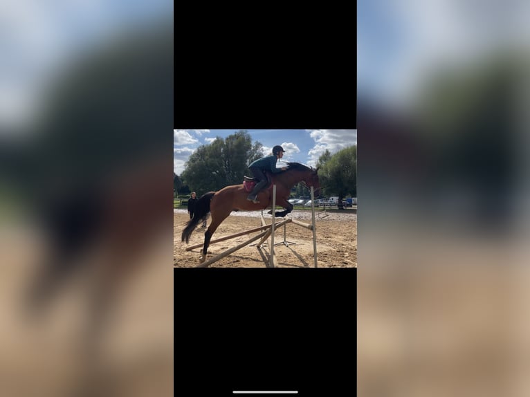 French Trotter Gelding 5 years 15,2 hh Brown in LES ANDELYS