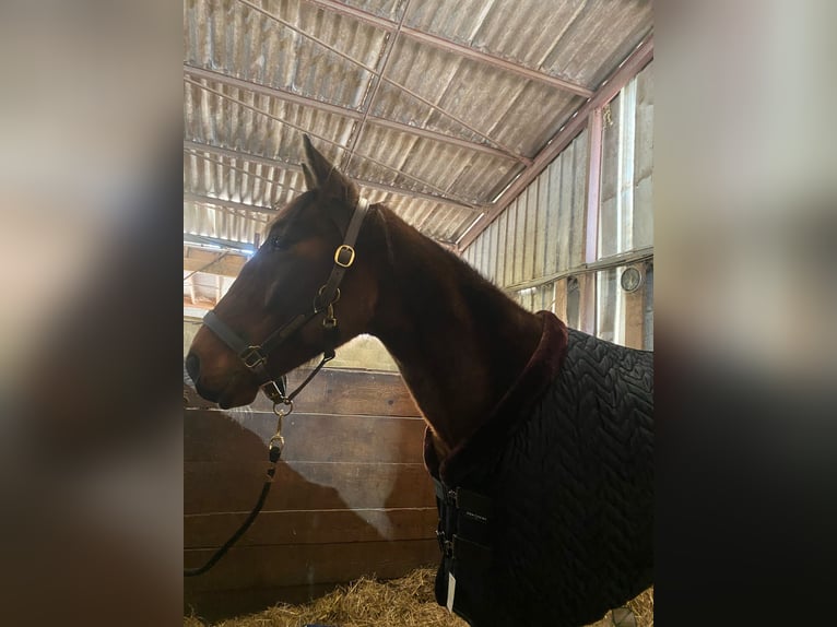 French Trotter Gelding 5 years 15,3 hh Brown in Versonnex