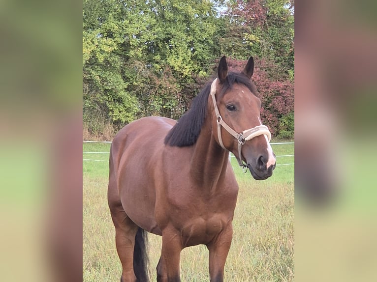 French Trotter Gelding 5 years 15,2 hh Brown in Rotenburg an der Fulda
