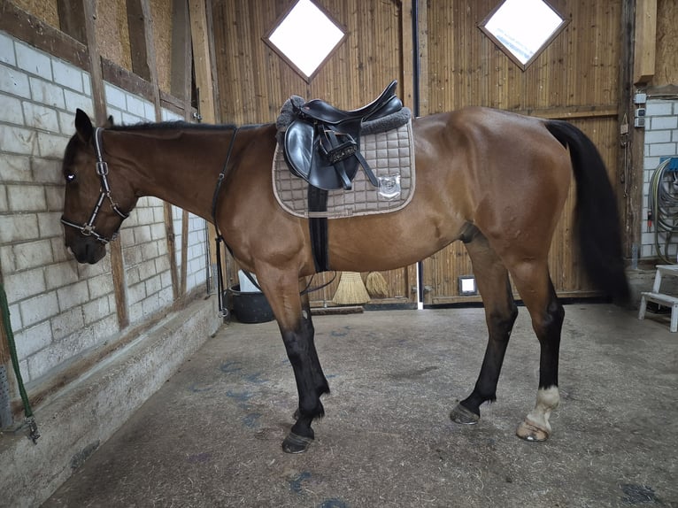 French Trotter Gelding 5 years 15,2 hh Brown in Rotenburg an der Fulda