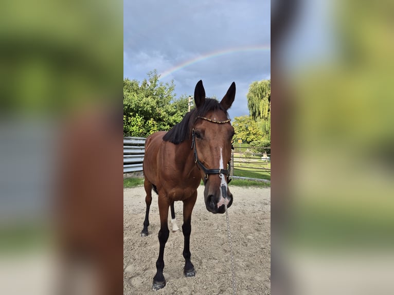 French Trotter Gelding 5 years 15,2 hh Brown in Rotenburg an der Fulda