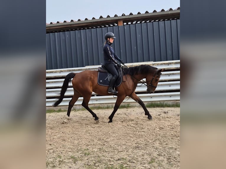French Trotter Gelding 5 years 15,2 hh Brown in Rotenburg an der Fulda