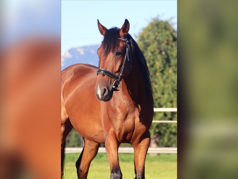 French Trotter Gelding 5 years 15,2 hh Brown in Kirchbichl