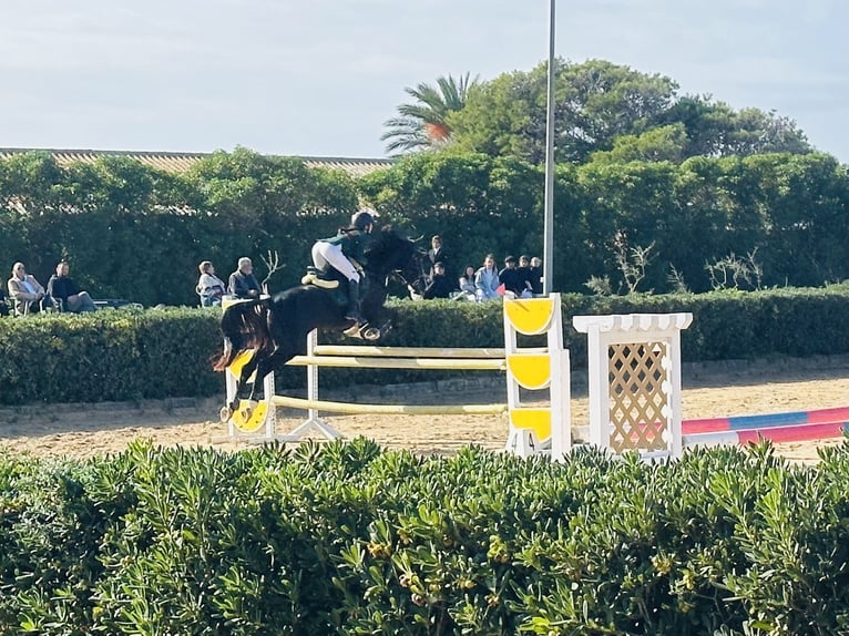 French Trotter Gelding 5 years 16,2 hh Black in Ciutadella De Menorca