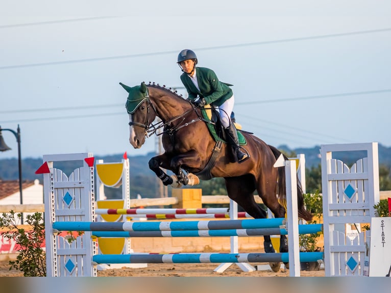 French Trotter Gelding 5 years 16,2 hh Black in Ciutadella De Menorca