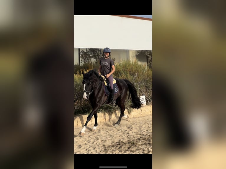 French Trotter Gelding 5 years 16,2 hh Black in Ciutadella De Menorca