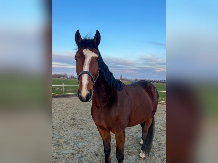 French Trotter Gelding 5 years 16,2 hh Brown in Nieuwerbrug aan den Rijn