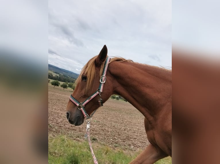 French Trotter Gelding 5 years 16,3 hh Chestnut-Red in Burgen