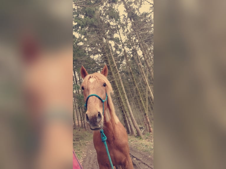 French Trotter Gelding 5 years 16,3 hh Chestnut-Red in Burgen