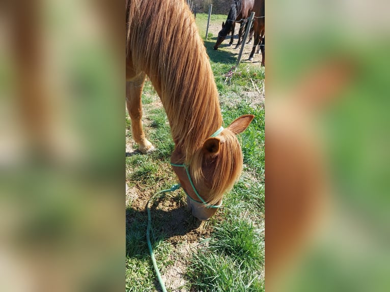 French Trotter Gelding 5 years 16,3 hh Chestnut-Red in Burgen