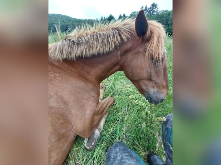 French Trotter Gelding 5 years 16,3 hh Chestnut-Red in Burgen