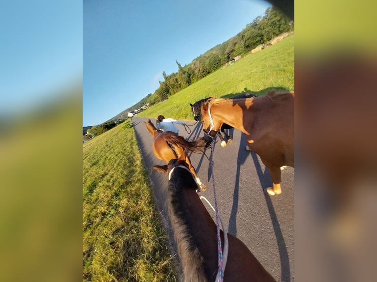 French Trotter Gelding 5 years 16,3 hh Chestnut-Red in Burgen