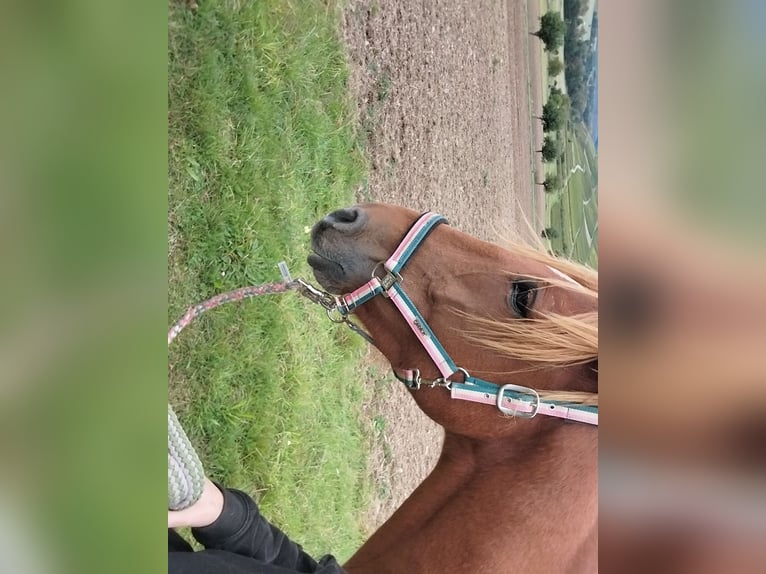 French Trotter Gelding 5 years 16,3 hh Chestnut-Red in Burgen