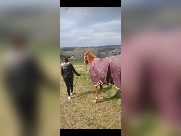 French Trotter Gelding 5 years 16,3 hh Chestnut-Red in Burgen