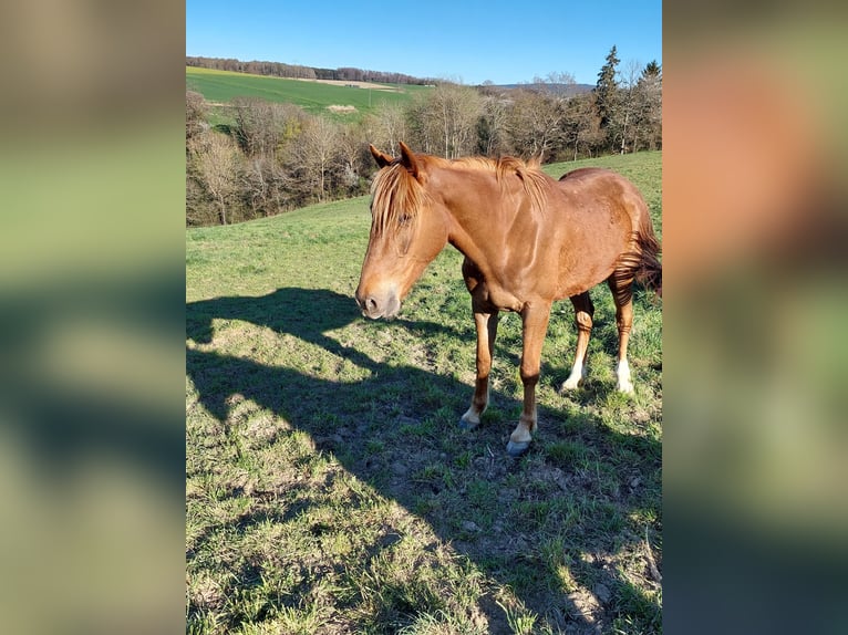 French Trotter Gelding 5 years 16,3 hh Chestnut-Red in Burgen