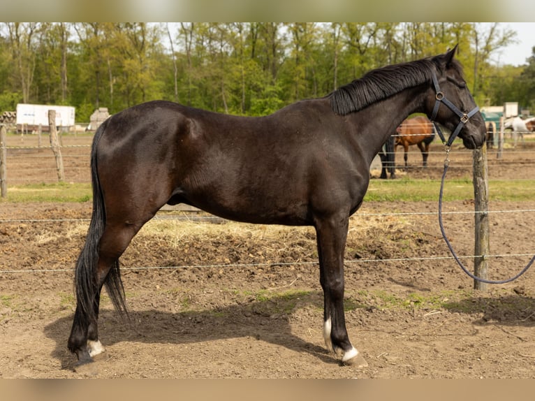 French Trotter Gelding 5 years 16 hh Black in Haguenau