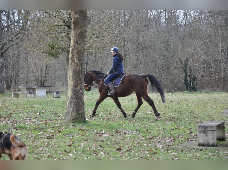 French Trotter Gelding 5 years 16 hh Brown in Orléans