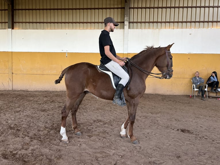 French Trotter Gelding 5 years 16 hh Chestnut-Red in Guarroman