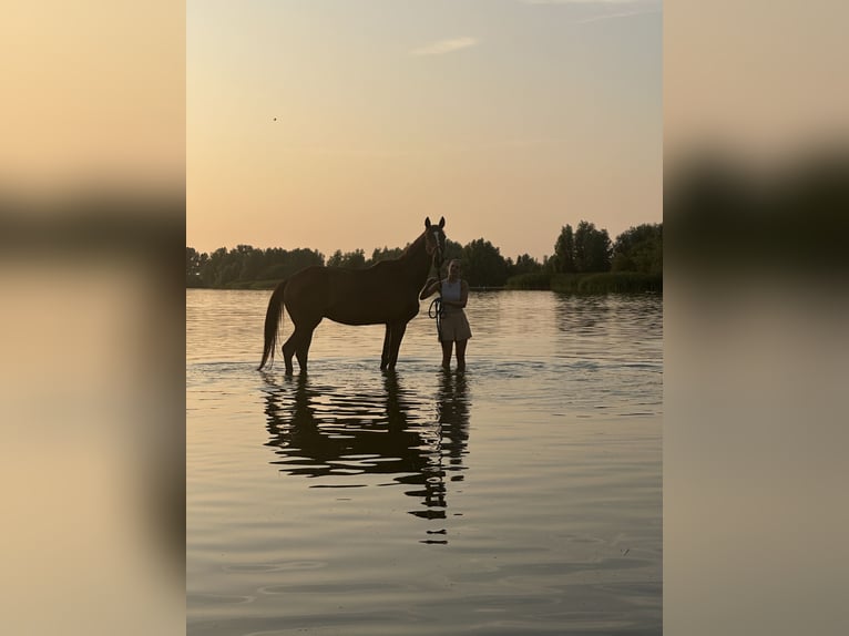 French Trotter Gelding 5 years 16,1 hh Chestnut-Red in Hoek van Holland