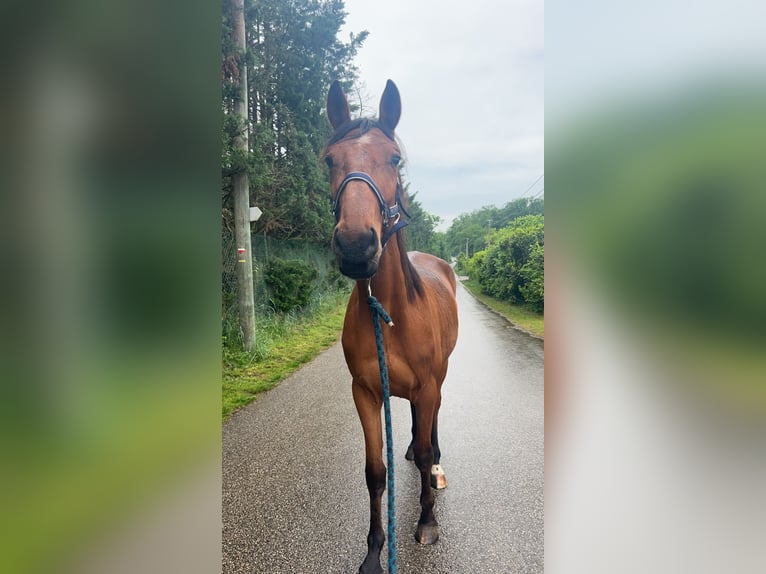 French Trotter Gelding 5 years 16,3 hh Brown in St romain de Jalionas