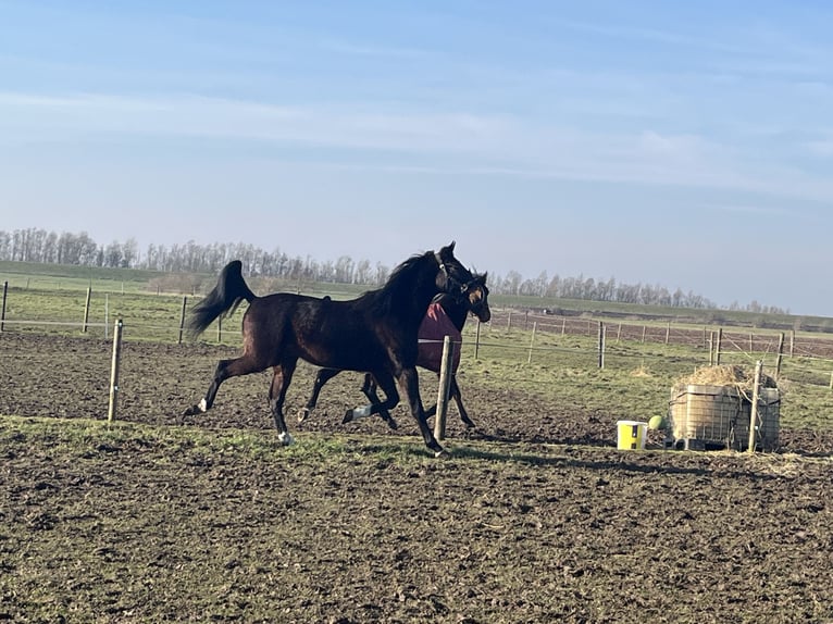 French Trotter Gelding 5 years 17,1 hh Bay-Dark in Tolkamer