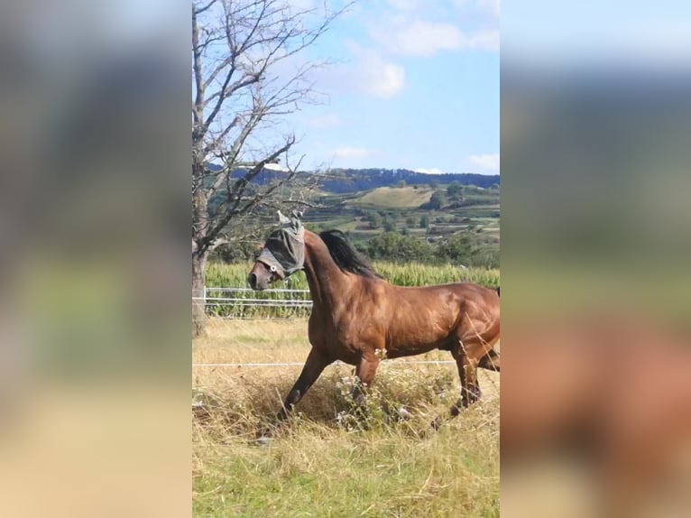 French Trotter Gelding 6 years 15,1 hh Brown in Endingen am Kaiserstuhl