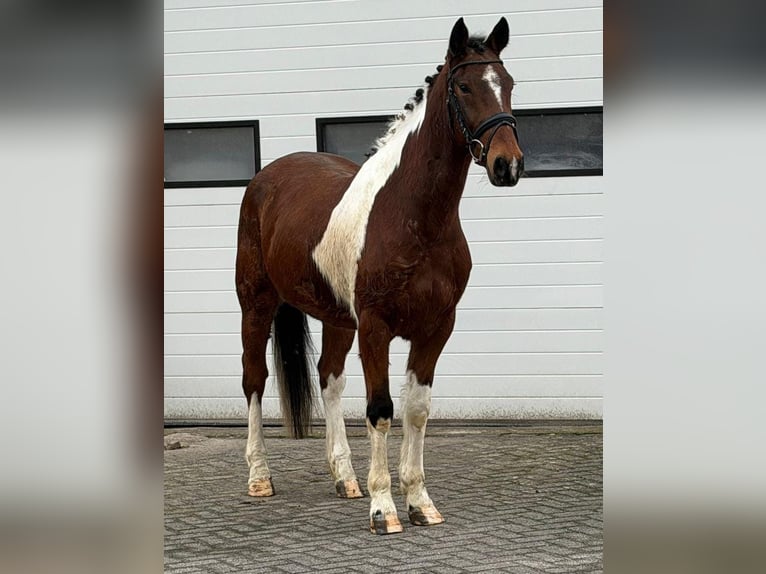 French Trotter Gelding 6 years 15,2 hh Pinto in Someren