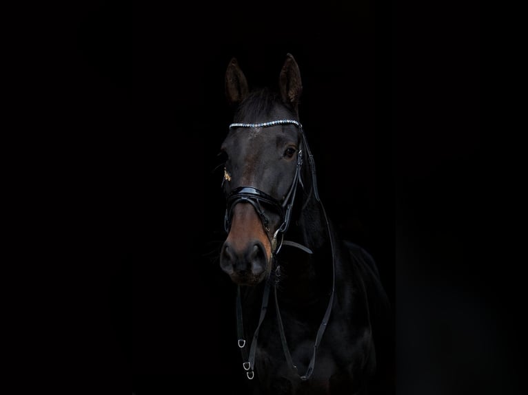 French Trotter Gelding 6 years 16,1 hh Bay-Dark in Arnhem