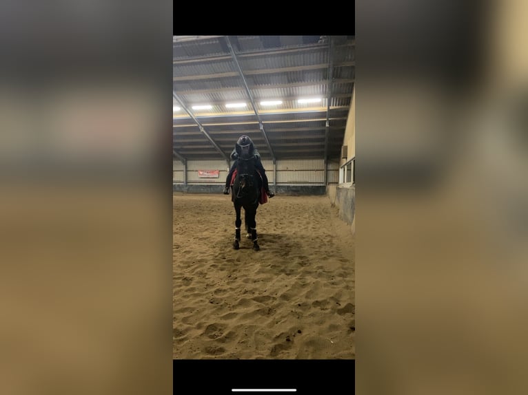 French Trotter Gelding 6 years 16,1 hh Bay-Dark in Arnhem