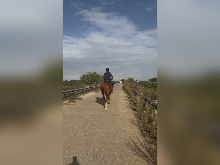 French Trotter Gelding 6 years 16 hh Chestnut-Red in Benifaio