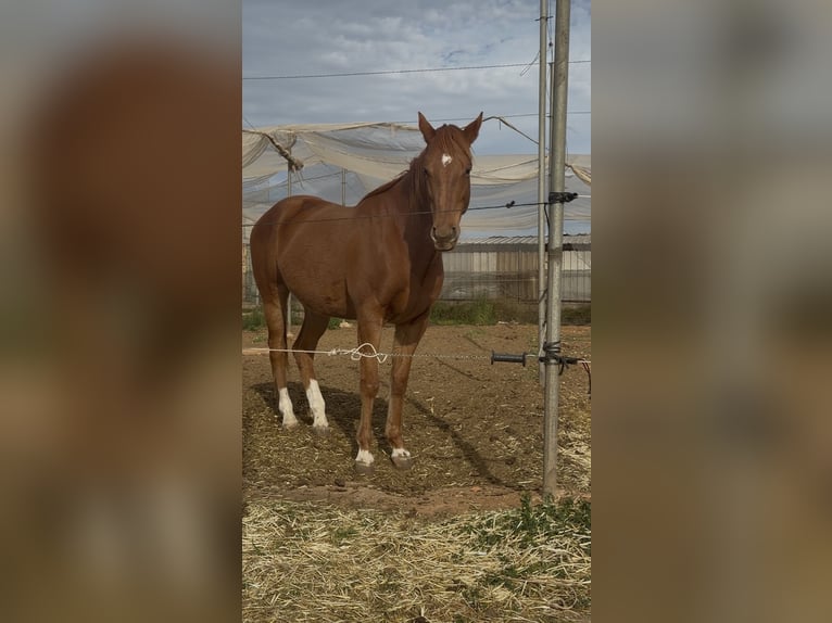 French Trotter Gelding 6 years 16 hh Chestnut-Red in Benifaio