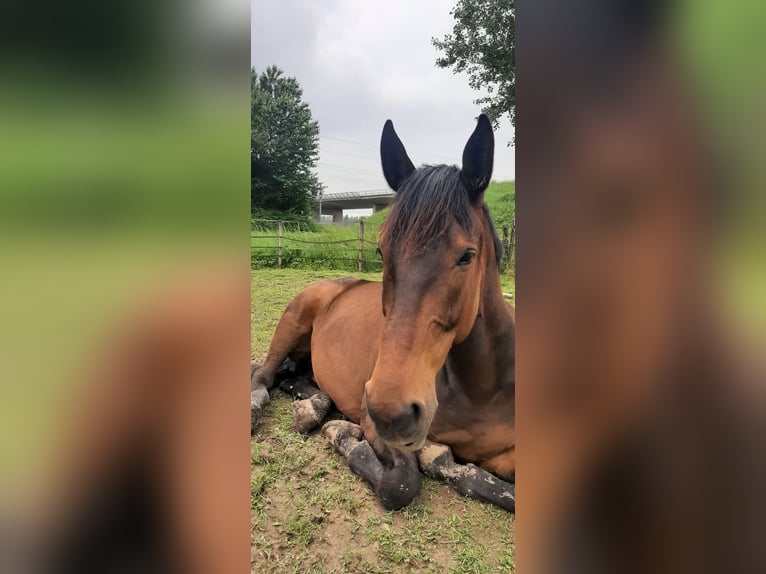 French Trotter Gelding 6 years 17 hh Brown in Elst