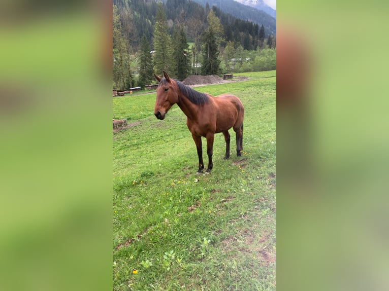 French Trotter Gelding 6 years 17 hh Brown in Saint-Gervais-les-Bains