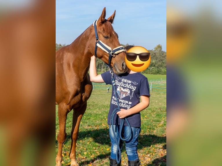 French Trotter Gelding 7 years 15,2 hh Chestnut-Red in Bautzen