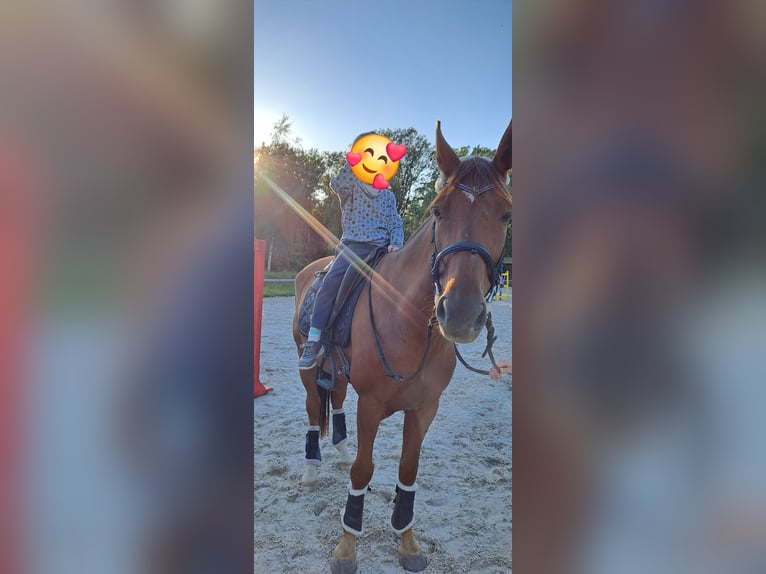 French Trotter Gelding 7 years 15,2 hh Chestnut-Red in Bautzen