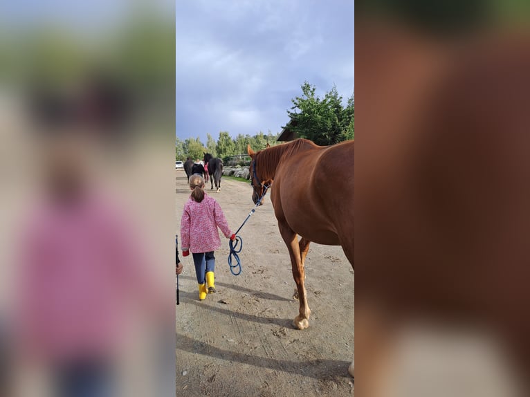 French Trotter Gelding 7 years 15,2 hh Chestnut-Red in Bautzen