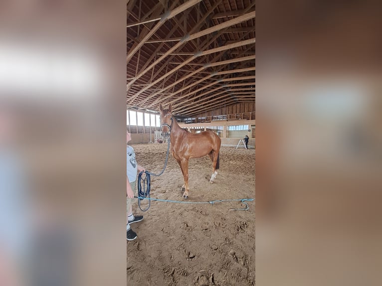 French Trotter Gelding 7 years 15,2 hh Chestnut-Red in Bautzen