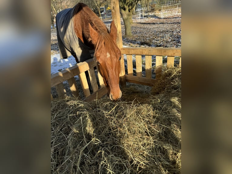 French Trotter Gelding 7 years 16,1 hh Chestnut-Red in Stroit