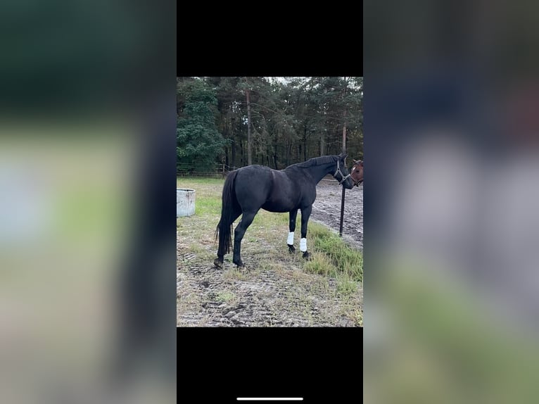 French Trotter Gelding 7 years 16 hh Black in Wahrenholz