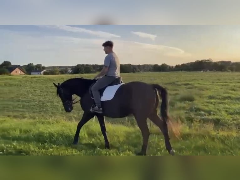 French Trotter Gelding 7 years 16 hh Black in Wahrenholz