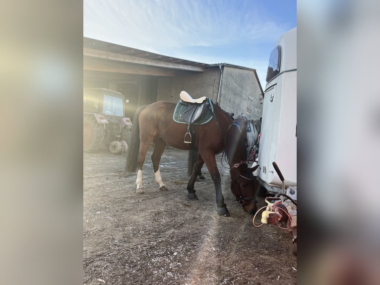 French Trotter Gelding 7 years 16 hh Brown in Kirnitzschtal French Trotter Gelding 7 years 16 hh Brown in Kirnitzschtal