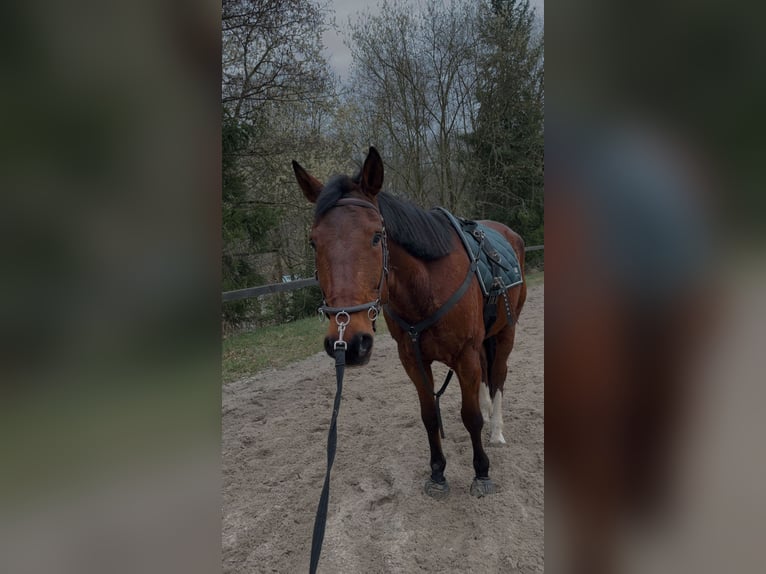 French Trotter Gelding 7 years 16 hh Brown in Sebnitz