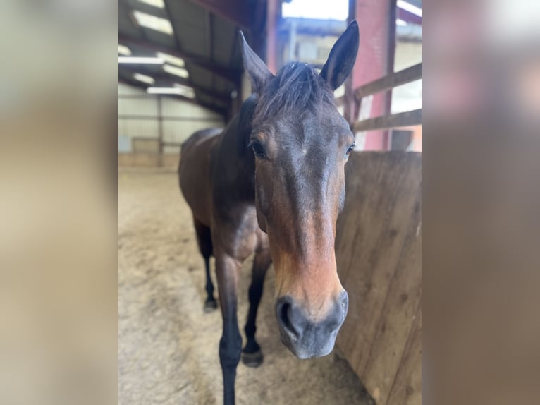 French Trotter Gelding 7 years 16 hh Brown in Villecresnes