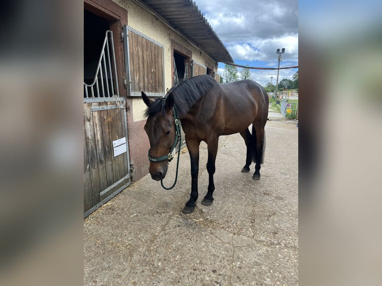 French Trotter Gelding 7 years 16 hh Brown in Villecresnes