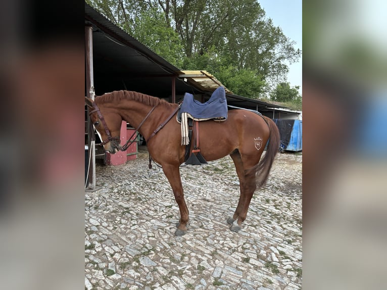 French Trotter Gelding 7 years 16 hh Chestnut-Red in Constantina