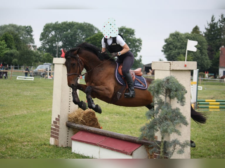 French Trotter Gelding 8 years 15,2 hh Brown in Breteuil