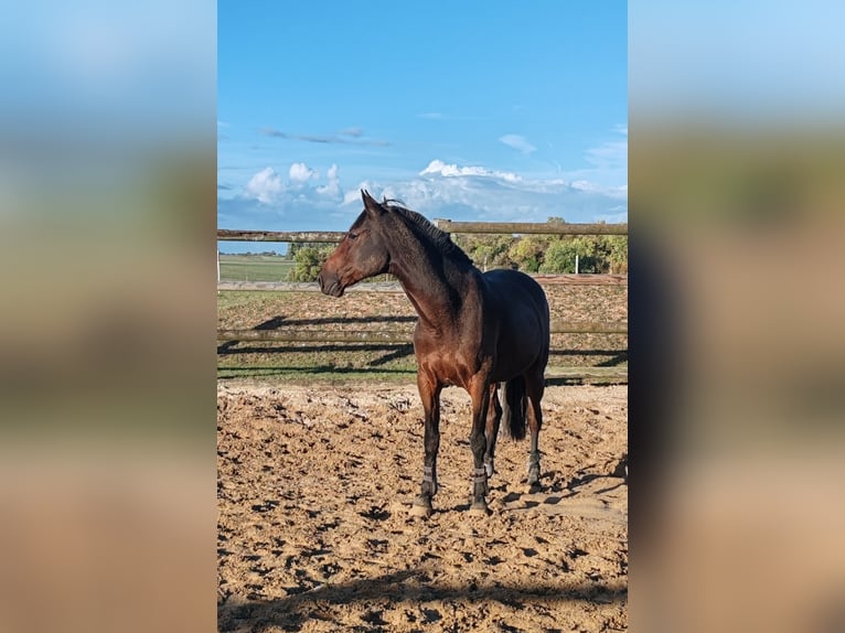 French Trotter Gelding 8 years 15,2 hh Brown in Breteuil