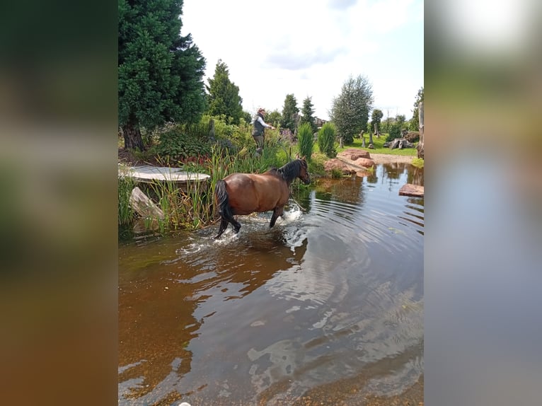 French Trotter Gelding 8 years 15.2 hh Brown in Quedlinburg