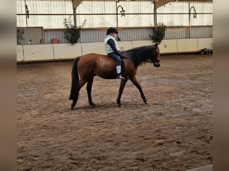 French Trotter Gelding 8 years 15.2 hh Brown in Weyhe